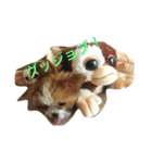 m y   dogs（個別スタンプ：2）