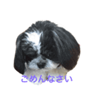 m y   dogs（個別スタンプ：4）