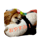 m y   dogs（個別スタンプ：6）