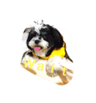 m y   dogs（個別スタンプ：7）