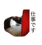 猫と仲間たちが報告する（個別スタンプ：7）