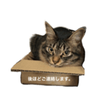 キジトラ猫日常使い（個別スタンプ：3）