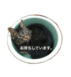 キジトラ猫日常使い（個別スタンプ：4）