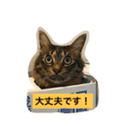 キジトラ猫日常使い（個別スタンプ：5）