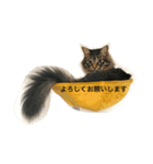 キジトラ猫日常使い（個別スタンプ：6）