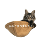 キジトラ猫日常使い（個別スタンプ：7）