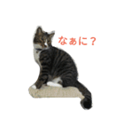 しましまネコくん（個別スタンプ：1）