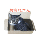 しましまネコくん（個別スタンプ：19）