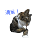 しましまネコくん（個別スタンプ：21）
