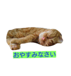 アメショのラファくん普段使いのスタンプ（個別スタンプ：5）