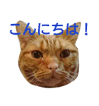 アメショのラファくん普段使いのスタンプ（個別スタンプ：8）