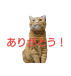 アメショのラファくん普段使いのスタンプ（個別スタンプ：9）