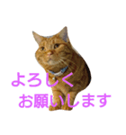 アメショのラファくん普段使いのスタンプ（個別スタンプ：11）