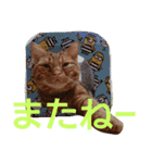 アメショのラファくん普段使いのスタンプ（個別スタンプ：12）