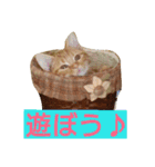 アメショのラファくん普段使いのスタンプ（個別スタンプ：13）