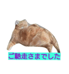 アメショのラファくん普段使いのスタンプ（個別スタンプ：14）