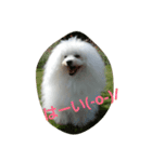 La vita di Bolognese（個別スタンプ：2）