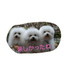 La vita di Bolognese（個別スタンプ：6）