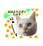猫語でひとこと（個別スタンプ：1）