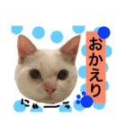 猫語でひとこと（個別スタンプ：6）