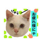 猫語でひとこと（個別スタンプ：7）