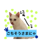 猫語でひとこと（個別スタンプ：8）
