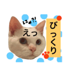 猫語でひとこと（個別スタンプ：9）