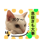 猫語でひとこと（個別スタンプ：10）