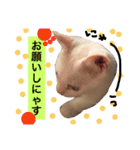 猫語でひとこと（個別スタンプ：11）