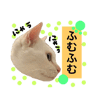 猫語でひとこと（個別スタンプ：12）