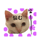 猫語でひとこと（個別スタンプ：14）