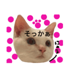 猫語でひとこと（個別スタンプ：16）