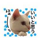 猫語でひとこと（個別スタンプ：17）