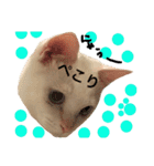 猫語でひとこと（個別スタンプ：18）