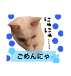 猫語でひとこと（個別スタンプ：19）