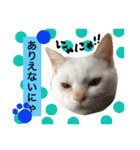 猫語でひとこと（個別スタンプ：20）