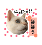 猫語でひとこと（個別スタンプ：21）