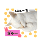 猫語でひとこと（個別スタンプ：22）