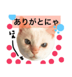猫語でひとこと（個別スタンプ：23）