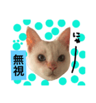 猫語でひとこと（個別スタンプ：24）