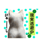 猫語でひとこと（個別スタンプ：25）