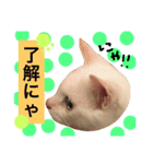 猫語でひとこと（個別スタンプ：26）