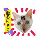 猫語でひとこと（個別スタンプ：27）