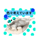 猫語でひとこと（個別スタンプ：28）