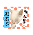 猫語でひとこと（個別スタンプ：30）