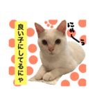 猫語でひとこと（個別スタンプ：31）