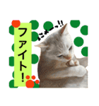 猫語でひとこと（個別スタンプ：32）