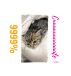ネコちゃん(♂)と時々ワンちゃん(♀)（個別スタンプ：1）