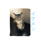 ネコちゃん(♂)と時々ワンちゃん(♀)（個別スタンプ：2）