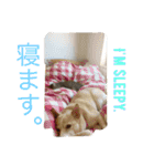 ネコちゃん(♂)と時々ワンちゃん(♀)（個別スタンプ：5）